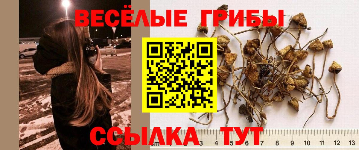 Тимашёвск  Галлюциногенные грибы GOLDEN TEACHER  Вход с VPN  Галлюциногенные грибы мицелий 